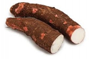 Fresh Tapioca Roots from Sri Lanka