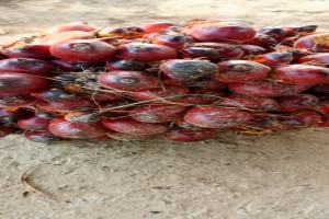 Crude Palm Oil from Liberia