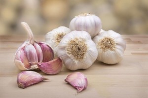 Garlic from Latvia