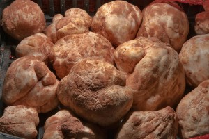 Truffles from Libya