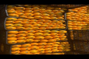 Orange from Morocco