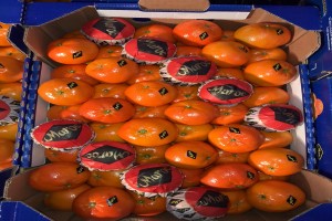 Mandarin Nadorcott from Morocco
