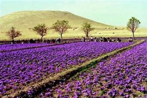 Saffron from Morocco