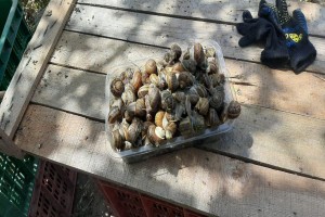SNAILS HELIX ASPERSA MULLER from Morocco