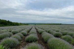 Lavender essential oil Moldova from Moldova