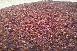 ORGANIC CLOVES from Madagascar