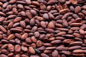 Cocoa Beans from Madagascar