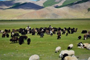 Grass fed beef tallow from Mongolia