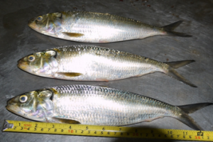Fluer de mer Sarl from Mauritania
