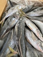 Horse mackrel from Mauritania