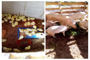 Pigs for sale from Malawi
