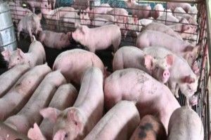 Pigs and/or pork available from Malawi