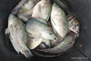 Fish from Malawi