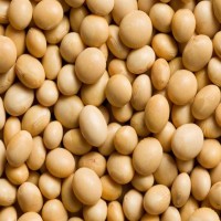 Soya beans from Malawi