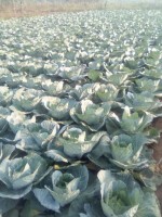 Vegetables and Rice from Malawi