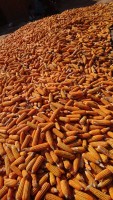 Yellow Maize from Malawi