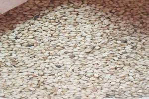 High quality sesame seeds from Malawi from Malawi