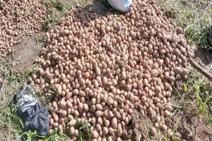 Irish potatoes from Malawi
