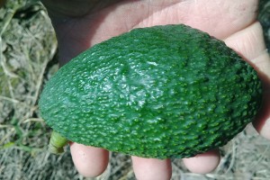 Avocados from Mexico