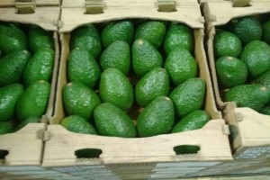 Hass Avocado from Mexico