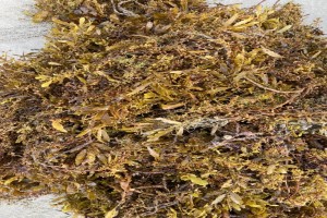 sargassum from Malaysia