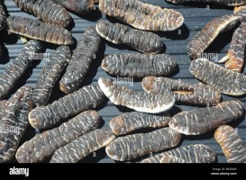 sand fish (20-30C) from Malaysia