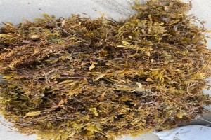 seaweed sargassum from Malaysia