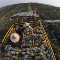 Pineapples from Malaysia