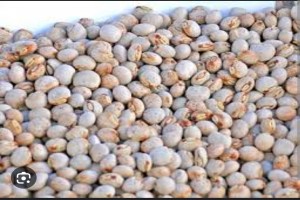 Piggion peas from Mozambique