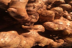 Zenzero from Mozambico