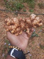 Gengibre from Mozambique