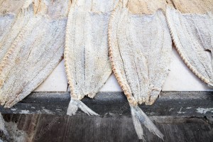 Snoek Fish from Namibia