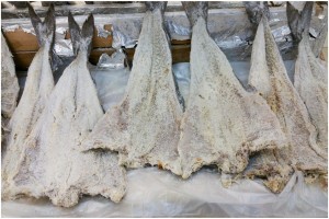 Dried Salted Fish from Namibia