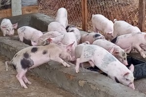 Piglets and Pigs for Sell. from Nigeria