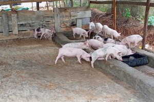 Pork From Nigeria from Nigeria