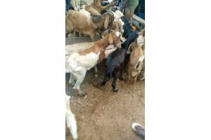 Goat from Nigeria