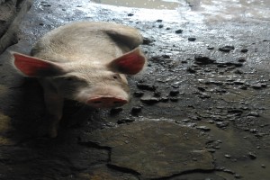 Pork from Nigeria