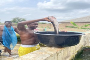 Catfish from Nigeria from Nigeria