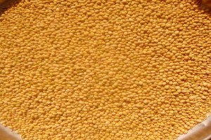 Yellow soybeans from Nigeria