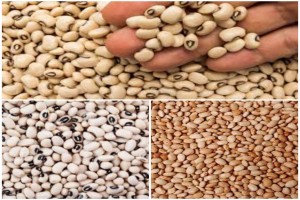 Beans /Cow peas from Nigeria