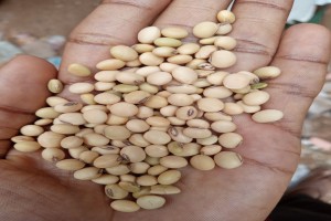 Soya beans from Nigeria