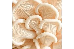 Oyster mushrooms from Nigeria