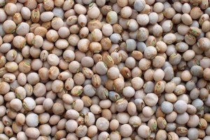 Pigeon Peas from Nigeria