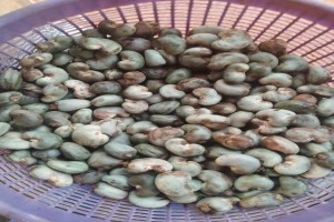 Cashew Nuts from Nigeria