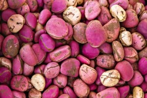 Kola Nuts from Nigeria
