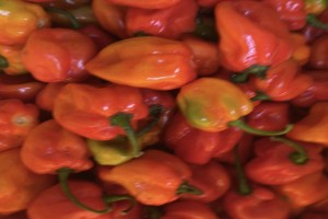 F1 Habanero pepper from Nigeria