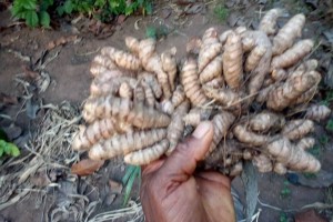 Turmeric from Nigeria