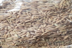 Rice Paddy from Nigeria