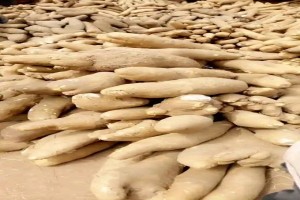 White yam from Nigeria