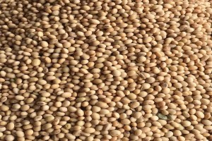 Soyabeans from Nigeria